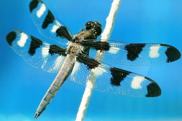 A dragonfly sits on a blue background