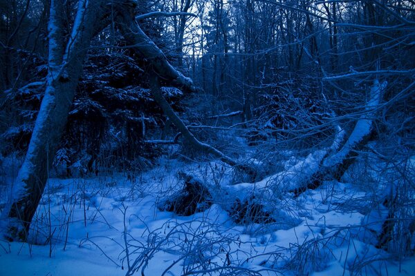 Foresta invernale notturna in colori blu