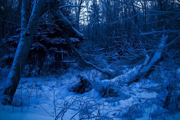 Nocny zimowy las w niebieskich kolorach