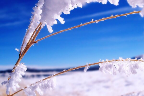 Helle Winterlandschaft mit Frost auf einem Stromzweig