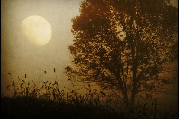 Einsamer Baum bei unvollständigem Mond in Sepia