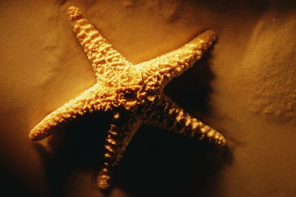 The starfish is lying on the sand