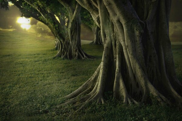 Tronc d un grand arbre dans l obscurité