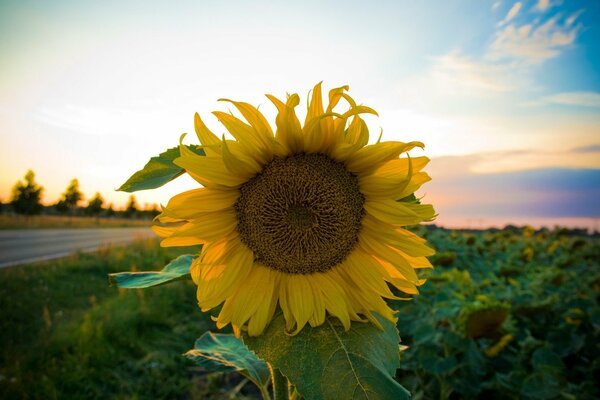 Sonnenblume auf Himmel und Straße Hintergrund