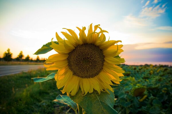 Sunflower on the background of the sky and the road