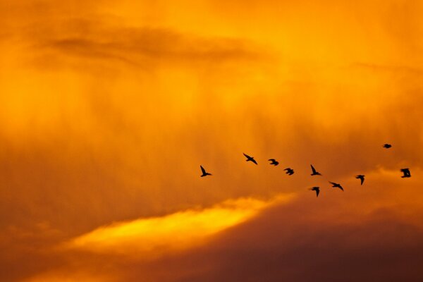 A flock of birds flies across the sky