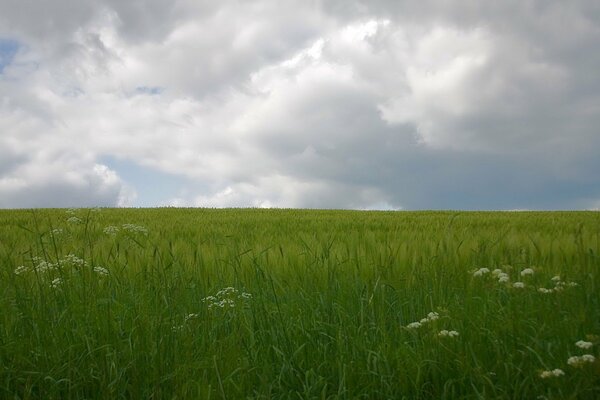 Bewölkter Himmel über dem grünen Gras