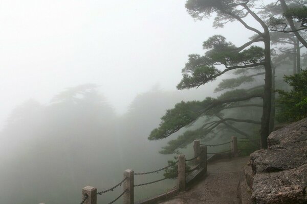 Trees in the fog by the fence