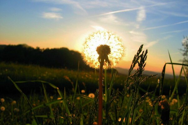 Foto del sole attraverso il dente di leone in estate