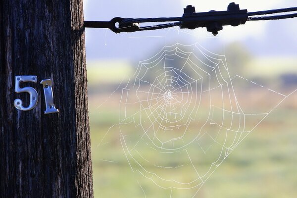 Telaraña en el poste con el número 51