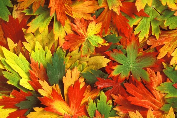 Belles feuilles d automne multicolores