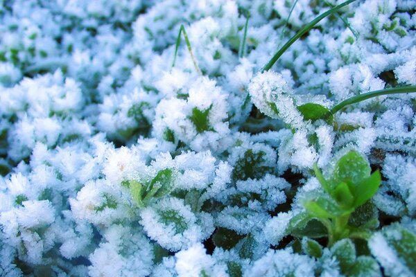 Plantas verdes en la nieve en invierno