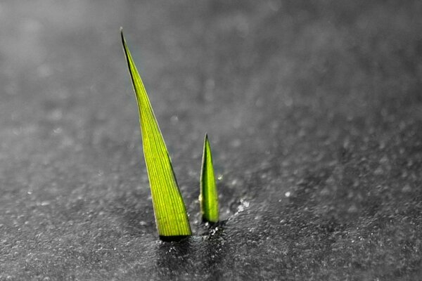 Due germogli sporgono dall acqua