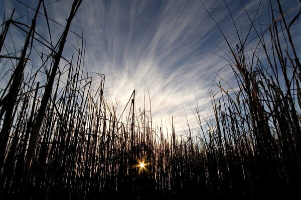 The sun breaks through the tall grass bushes