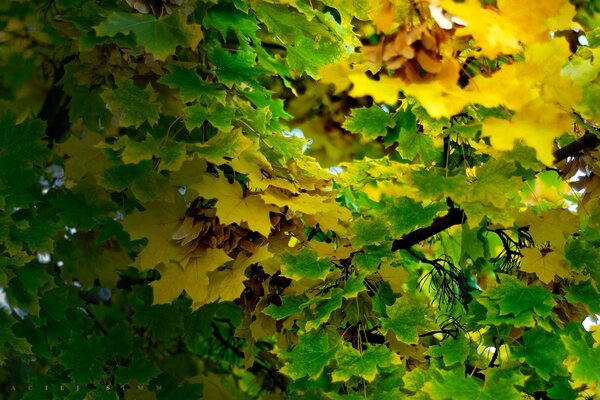 Image of green and yellow autumn leaves on a tree