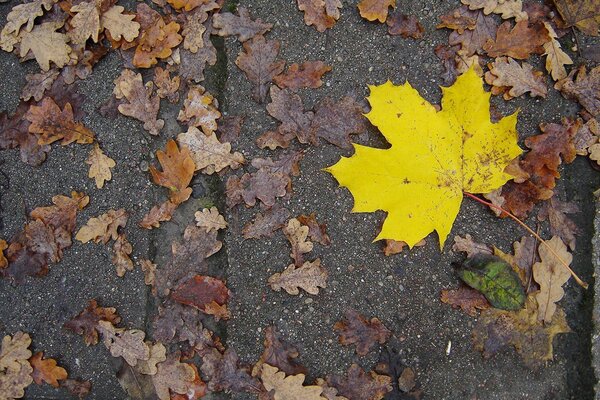 Bright yellow autumn leaf on the ground