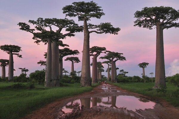 Baobabs vor dem Hintergrund eines lila Sonnenuntergangs