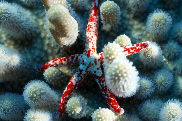 Étoile de mer entourée de coraux