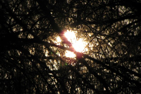 Strahl Sonne durchbohrt schräge Äste