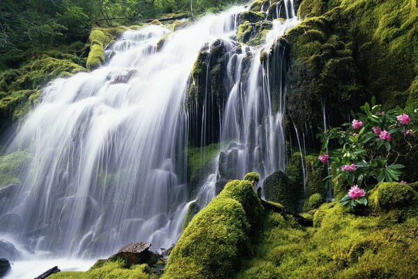 Cascade dans les montagnes moussues et fleurs roses