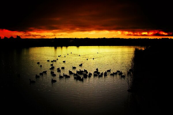 Vögel auf dem Wasser bei Sonnenuntergang Hintergrund