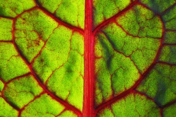 Feuille verte avec des veines rouges sous la prise de vue macro