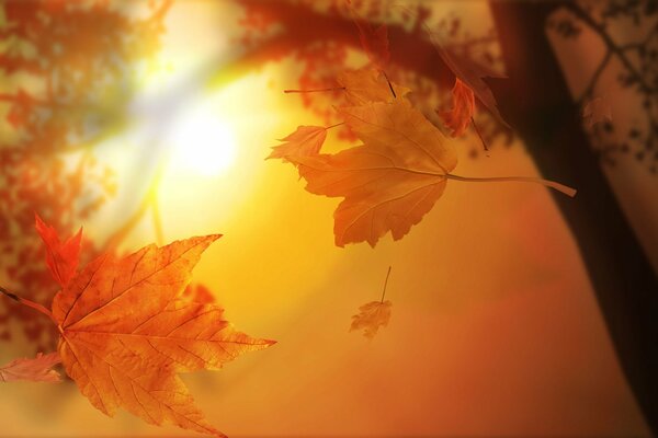 Herbstlaub fliegen von den Bäumen vor dem Hintergrund der Sonne