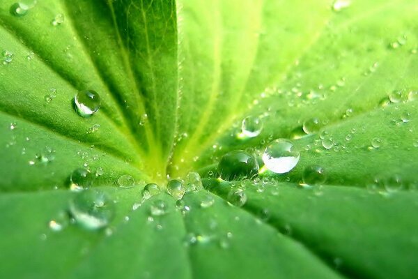 Raindrops under sunlight on a leaf