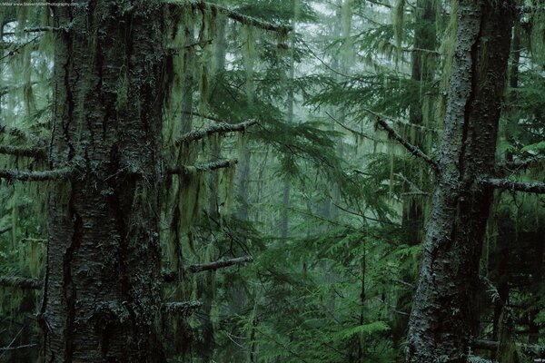 La nebbia scende sugli alberi nella foresta più spesso