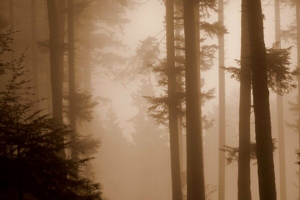 Forest in fog on a brown background