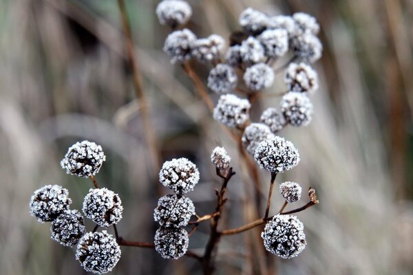 Auf einem verschwommenen Hintergrund ein Zweig mit Beeren im Frost