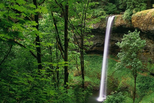 Hermosa cascada en el bosque verde