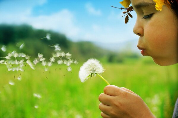 Beautiful summer dandelion, sunny girl