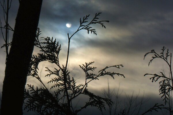 Даже при тумане отчётливо видны луна, облака и ветки деревьев