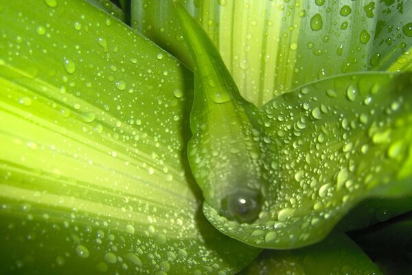 Gocce di rugiada su foglie verde brillante