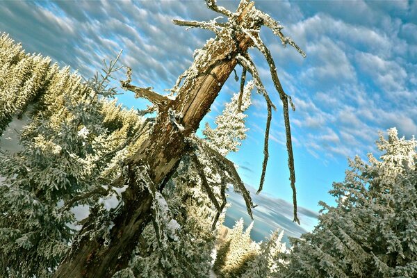 Bois flotté dans la neige et la forêt d hiver