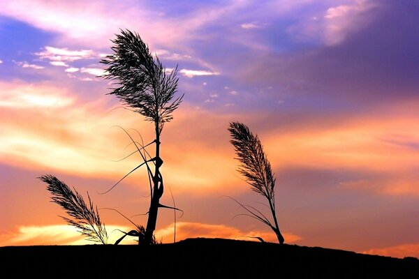 Gras Abend Sommerlandschaft