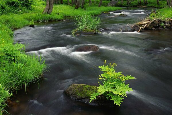 Hierba verde y río rápido