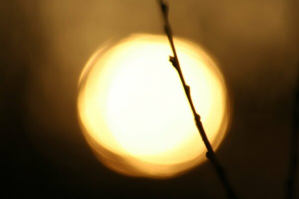 A twig on the background of the sun