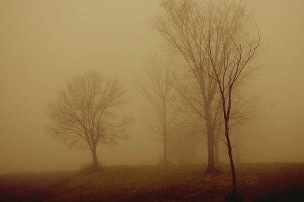 A tree in a foggy night