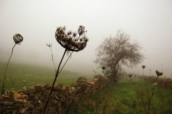 Heavy fog. Stone fence