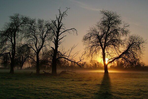 Black trees in the morning sun