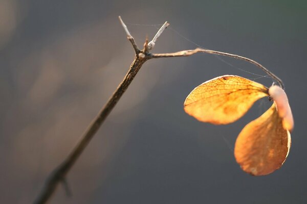 Soon the trees will be completely leafless