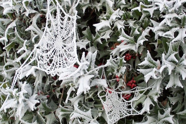 Cobwebs on leaves with berries in the snow