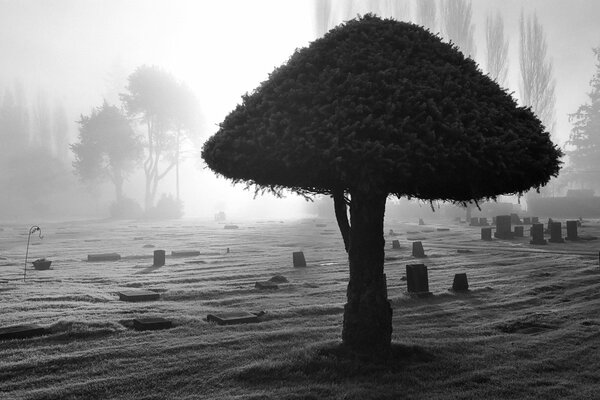 So sieht der Friedhof nachts aus