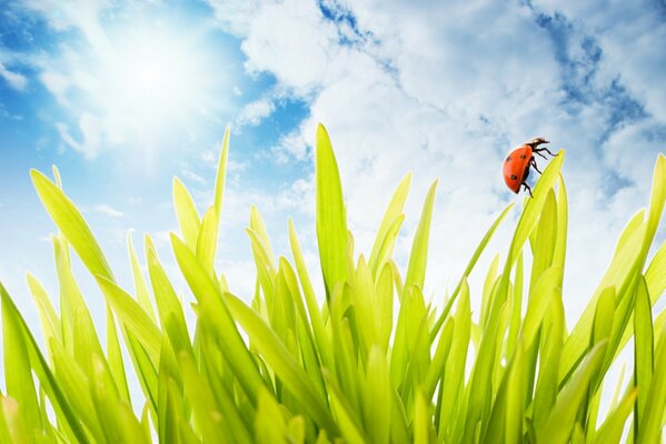 Ladybug on young grass