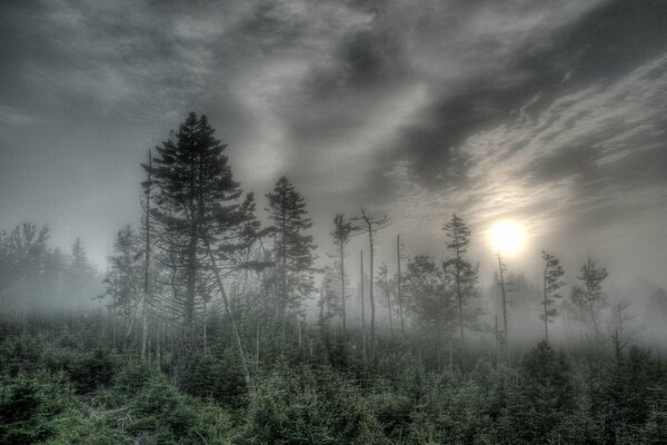 Ein düsterer Fichtenwald, der im Nebel ertrinkt