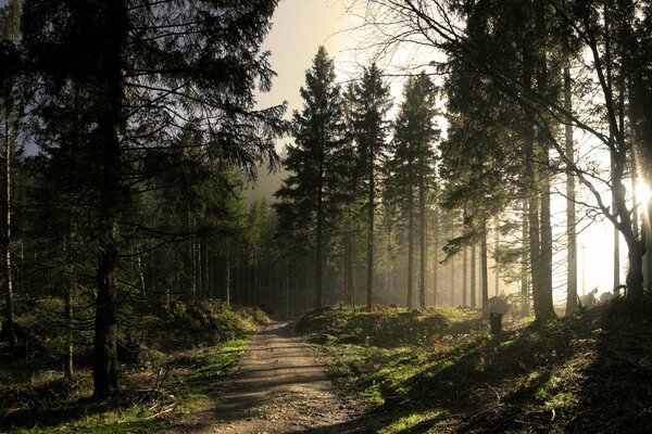 A road in a pine forest illuminated by the sun