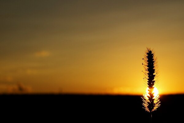 Coucher de soleil sur fond d épillet