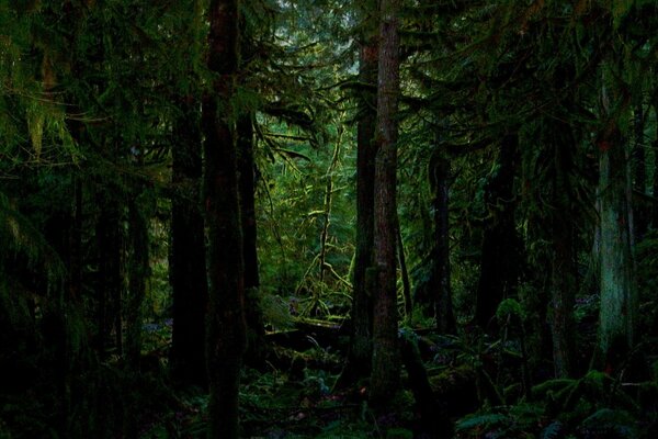 The trees in the forest thicket on the north side are covered with moss